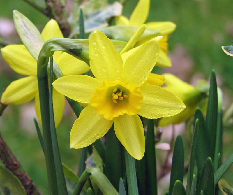Picture of Daffodils